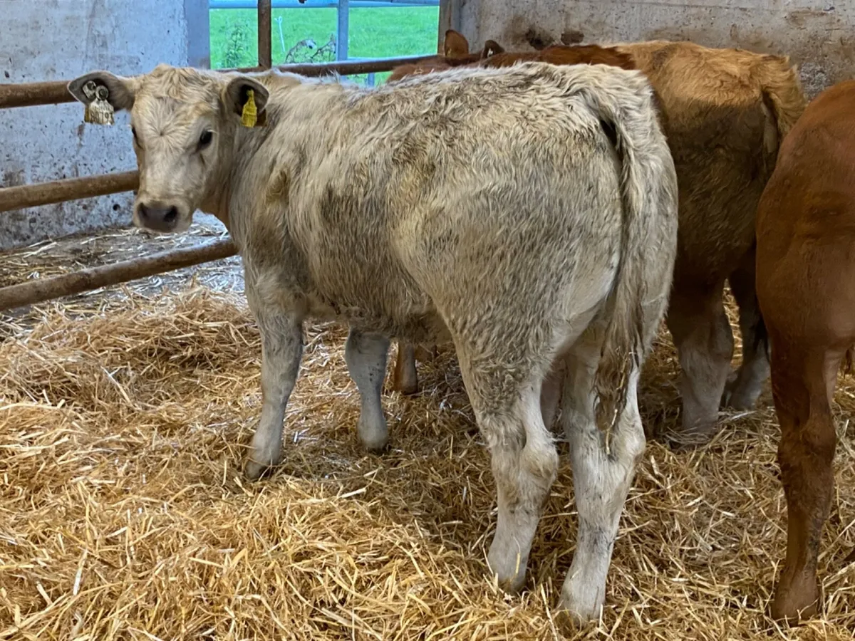 10 Runner Heifers - Image 1
