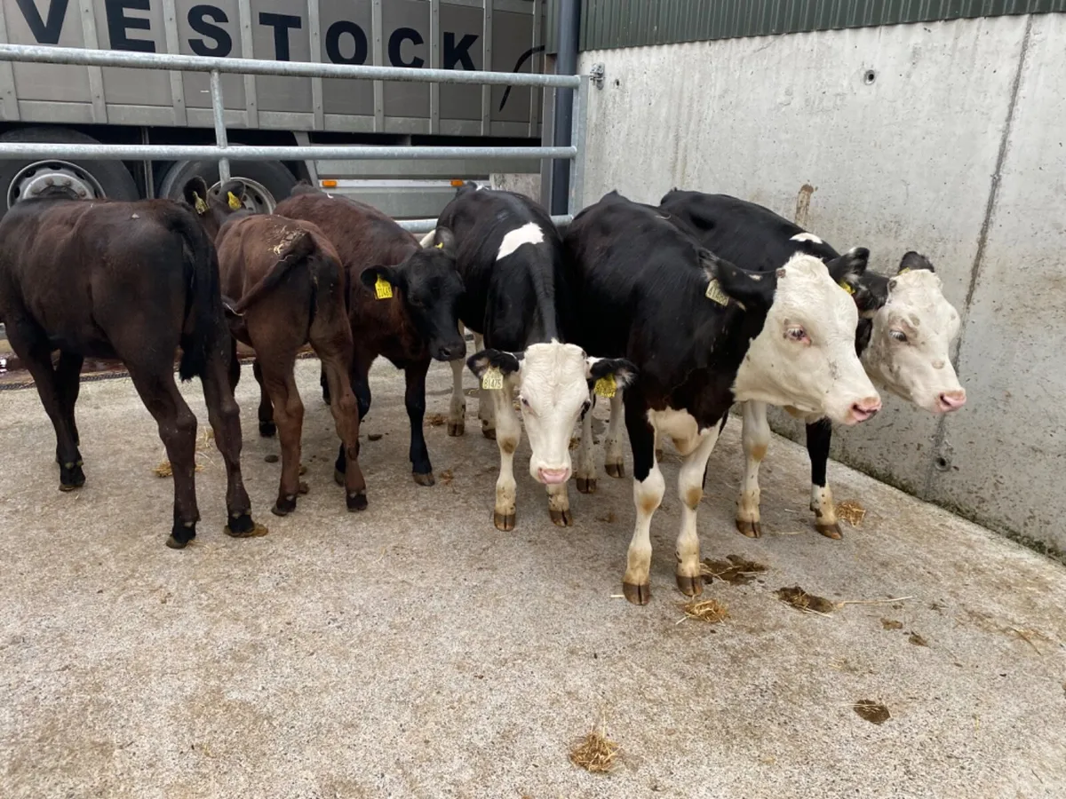 Reared Calves - Image 2