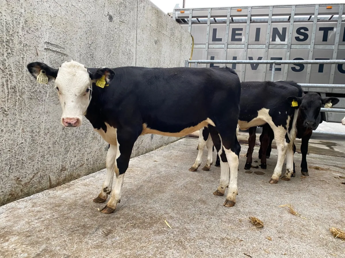 Reared Calves - Image 3