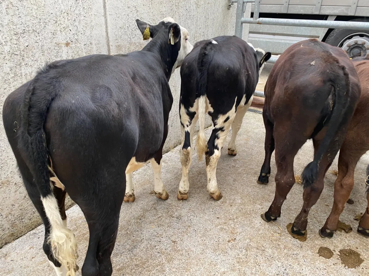 Reared Calves - Image 1