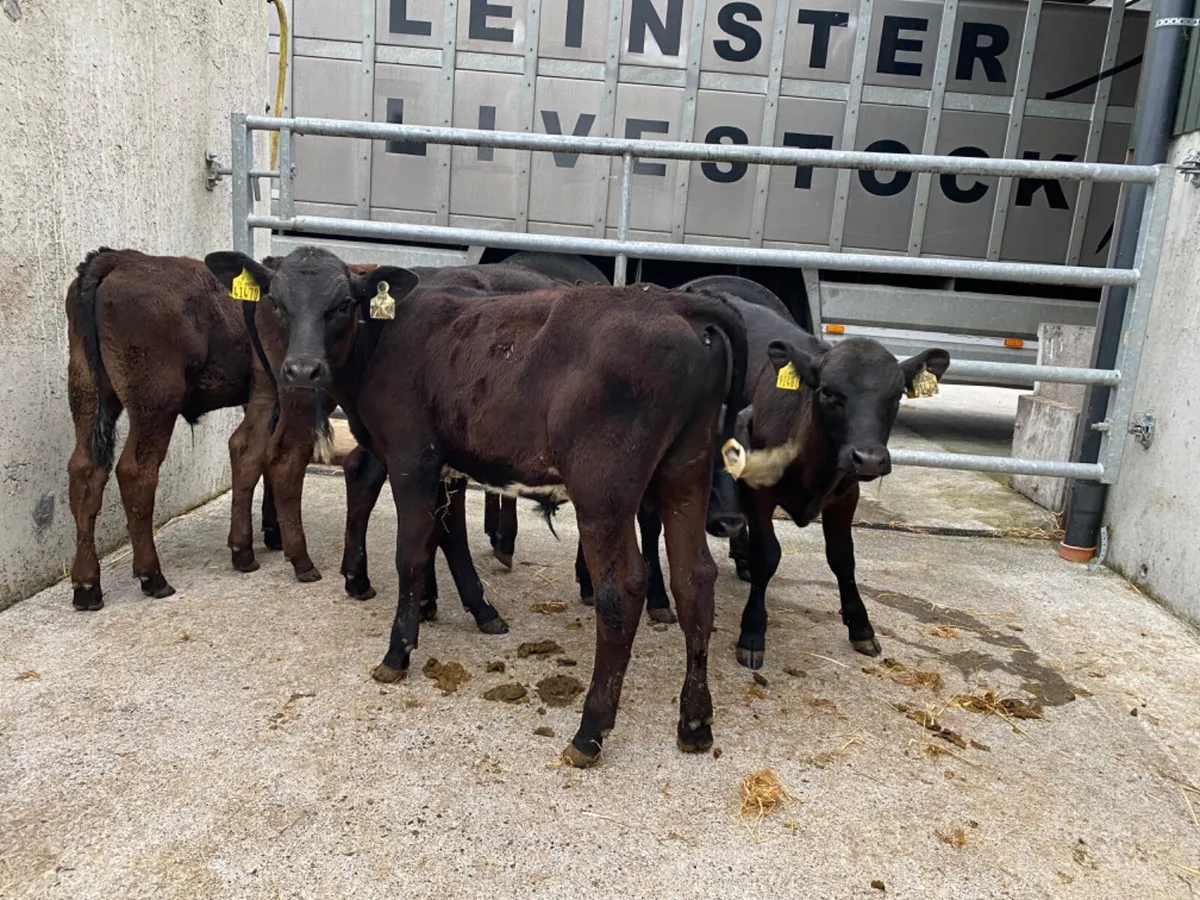 Angus Bulls - Image 3