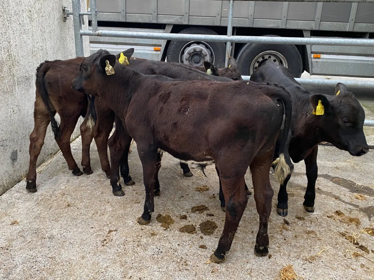 Angus Bulls - Image 1