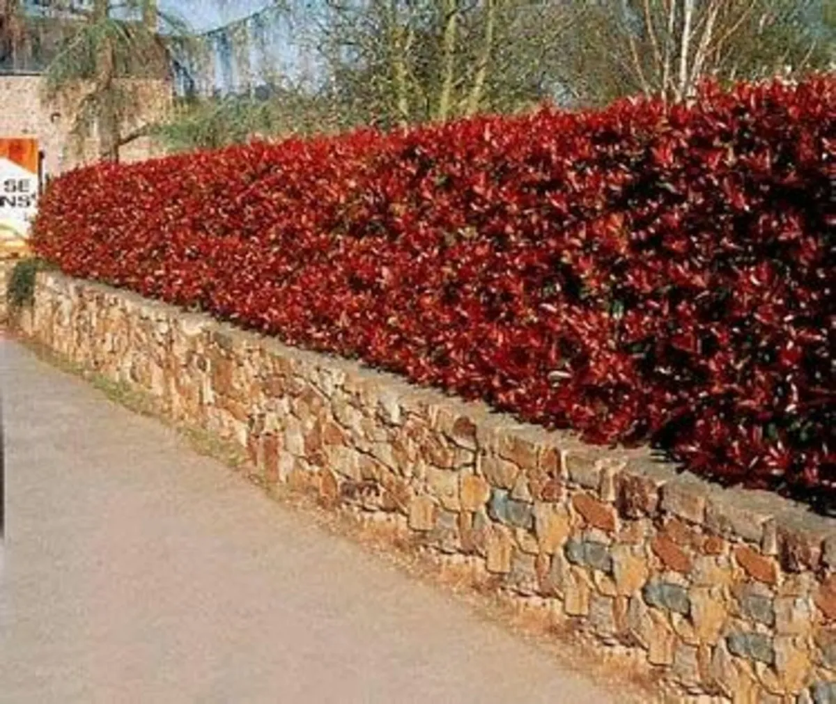 Quality Red Robin Hedging 3ft+  just 6 euro