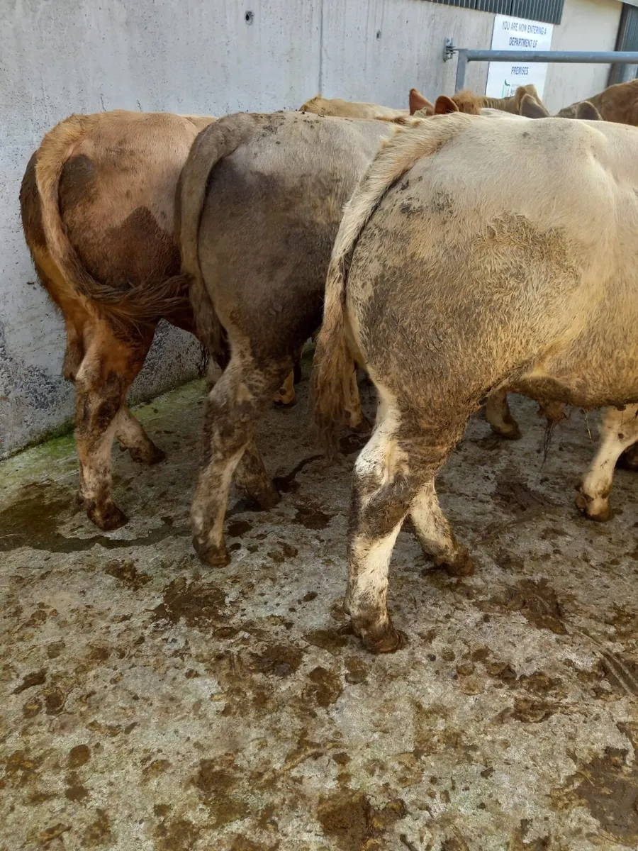CHX Bullocks - Image 3