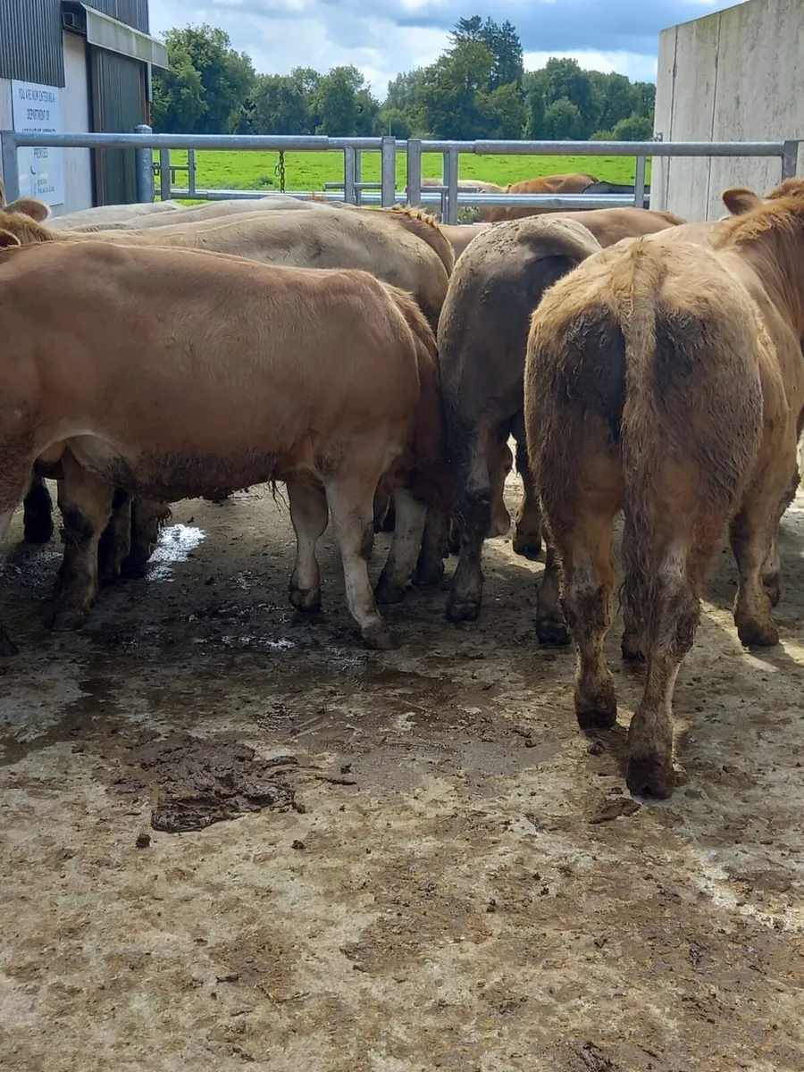CHX Bullocks - Image 4
