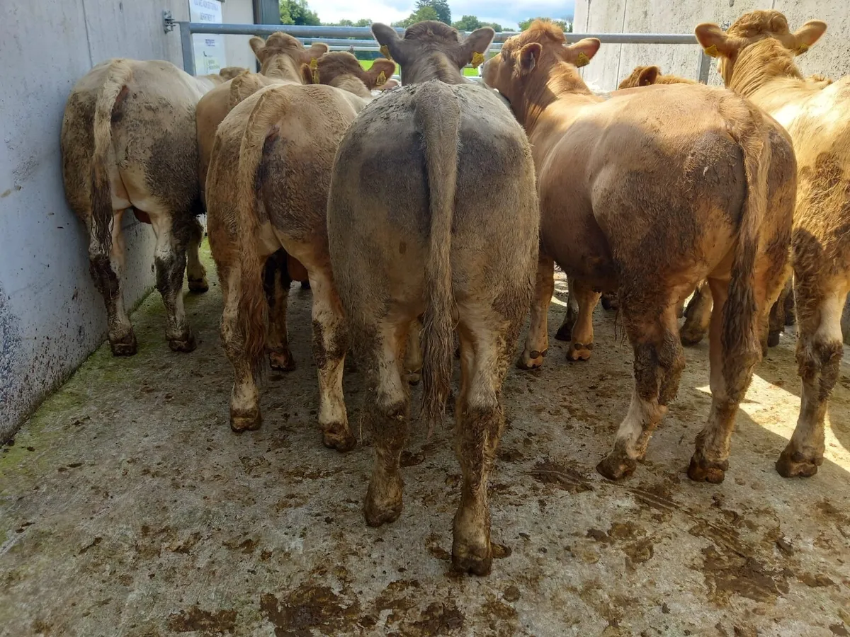 CHX Bullocks - Image 1