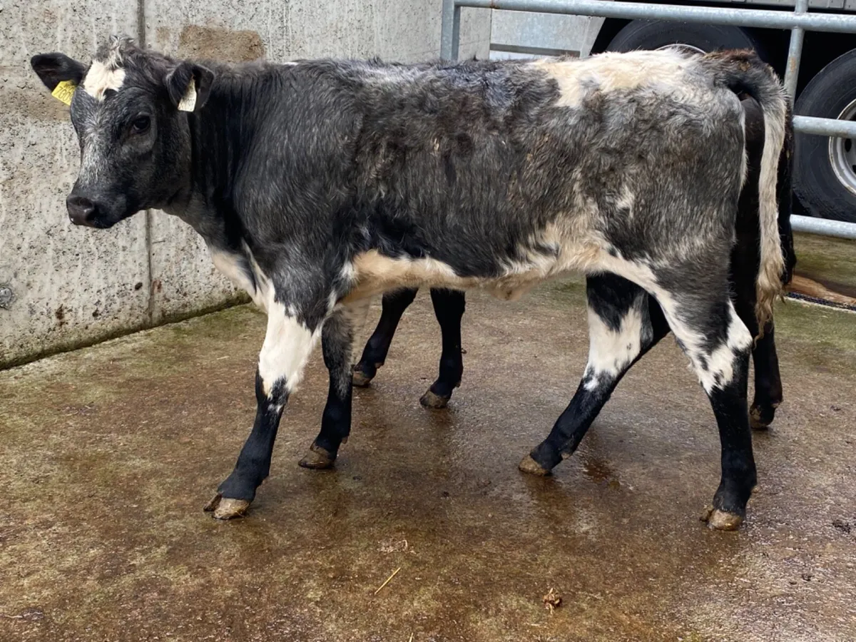 Runner Heifers - Image 1