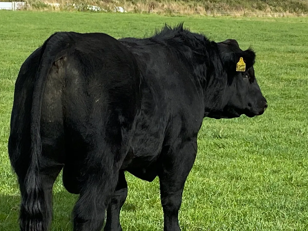 Selection of Angus bulls - Image 3