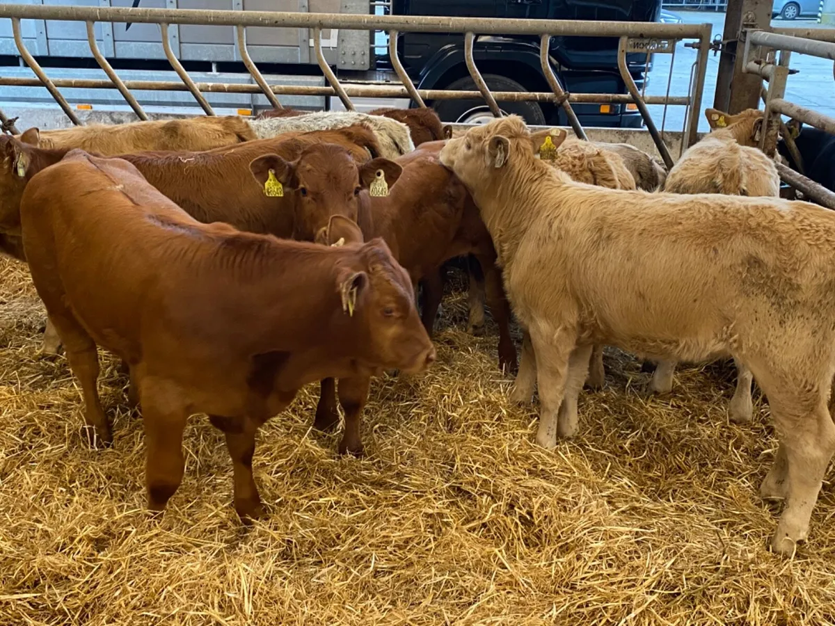10 Runner Heifers - Image 3