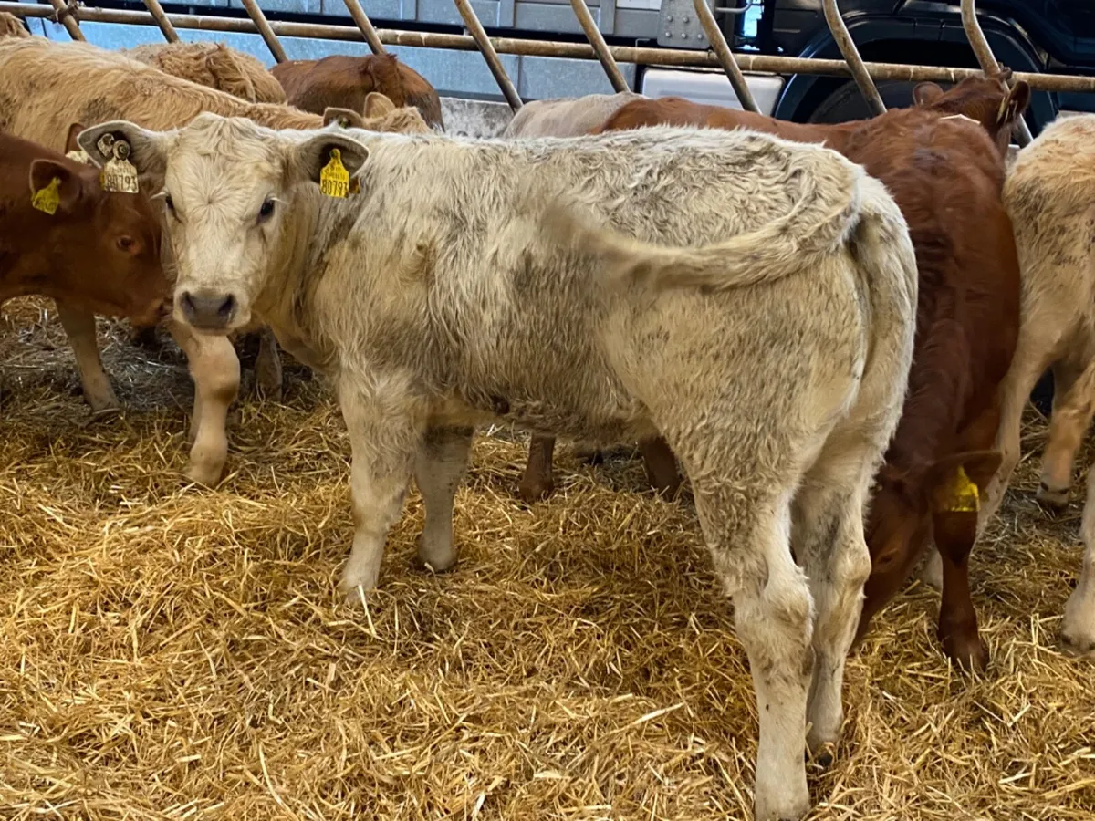 Runner Heifers - Image 1