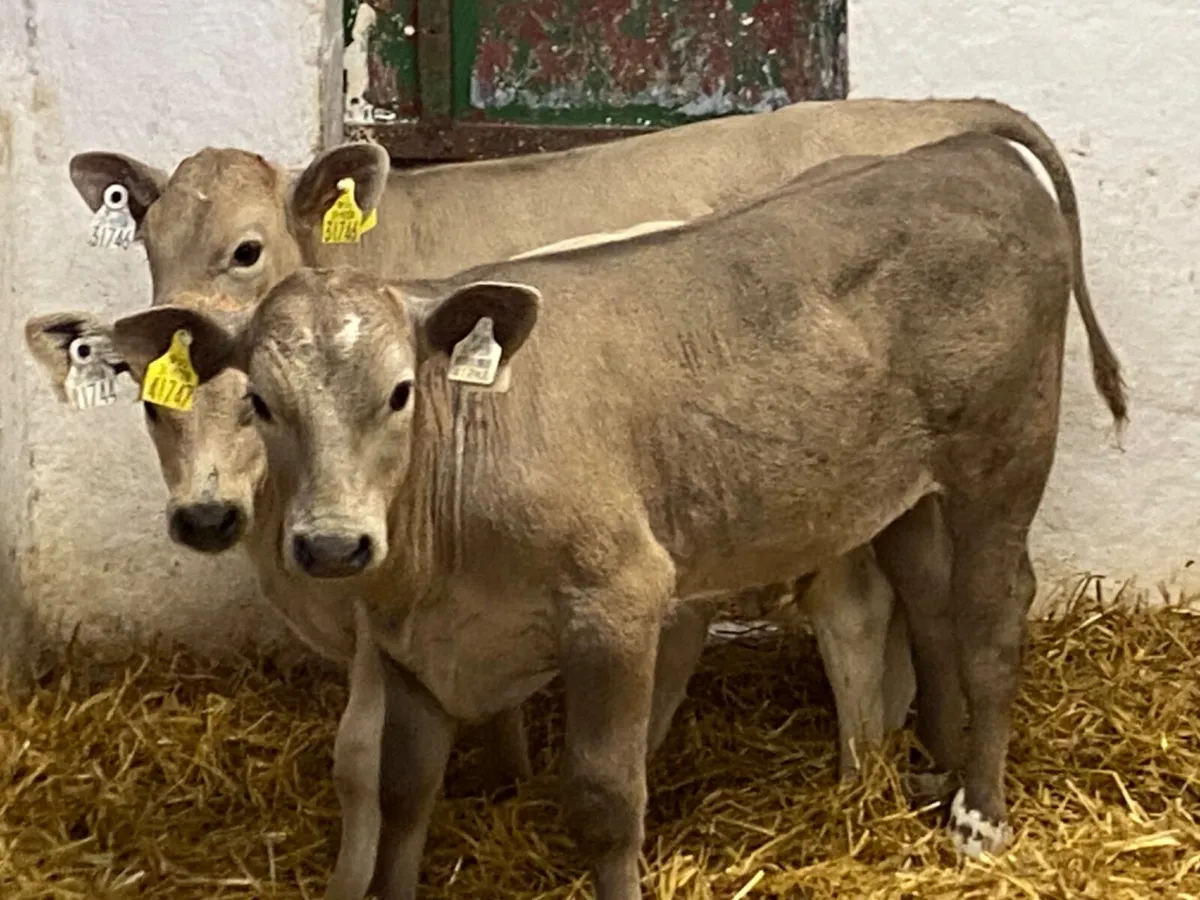Super Charolais Bull Calves