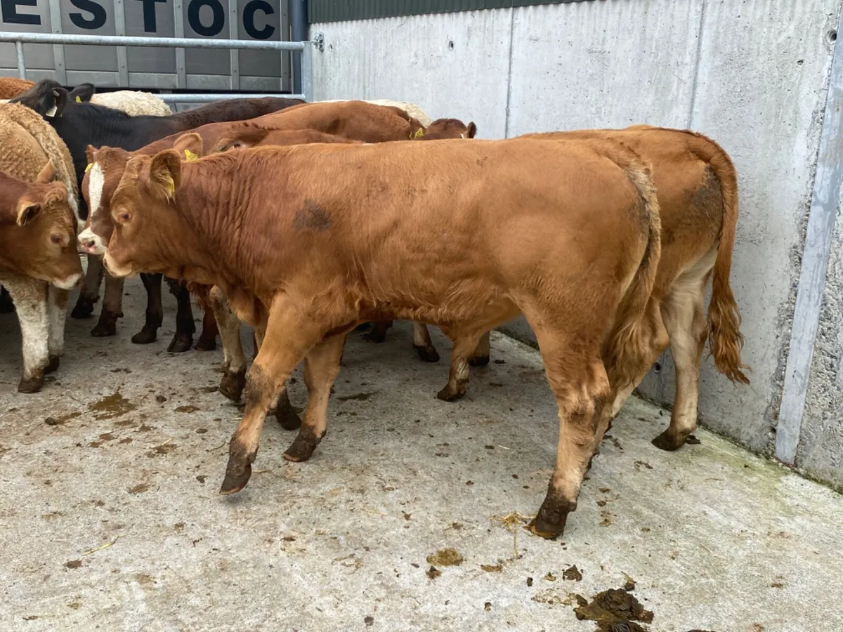 Good Bullocks - Image 1