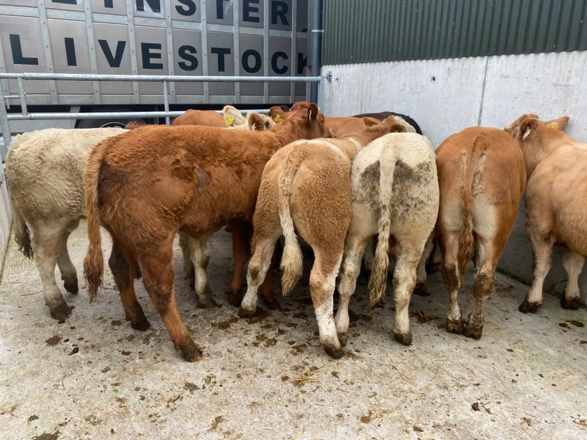 Good Bullocks - Image 3