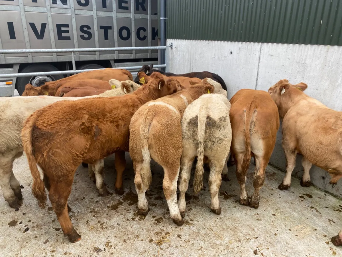 Good Bullocks - Image 4