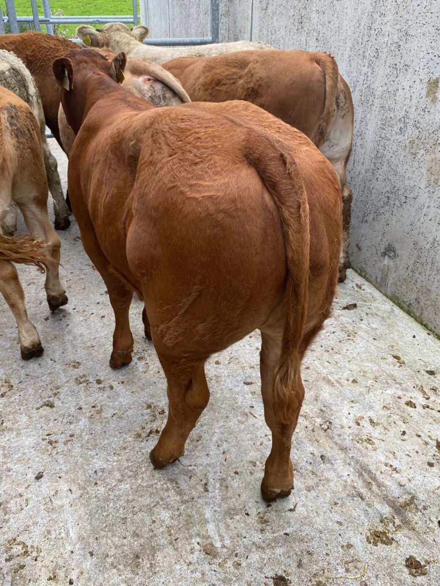 Very Nice Bullocks - Image 1