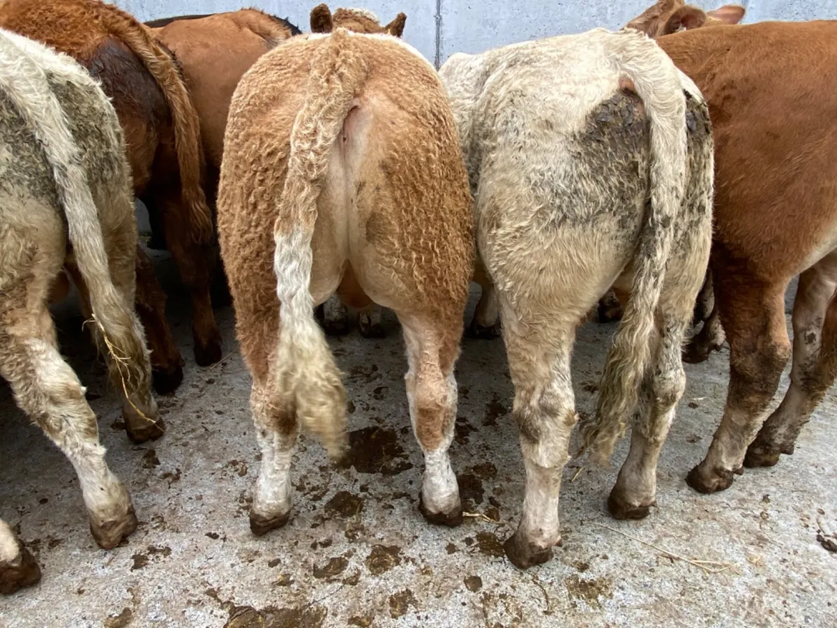 Top Quality Bullocks - Image 1