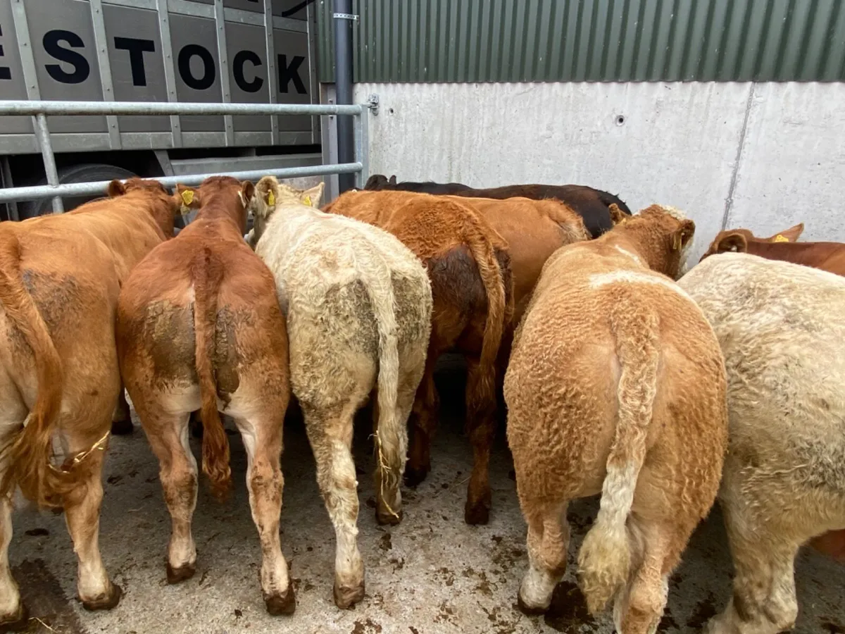 Quality Bullocks - Image 4