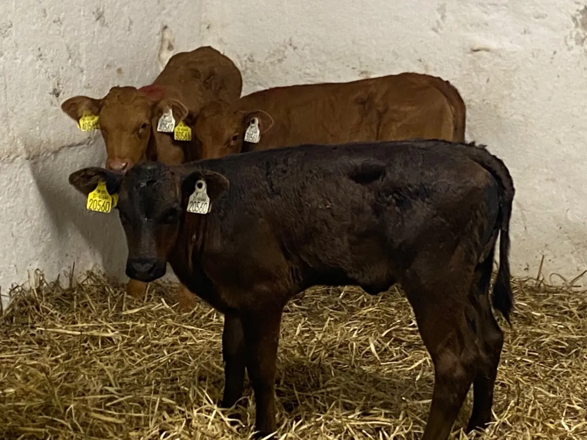 Smashing Red Limousin Heifer Calves