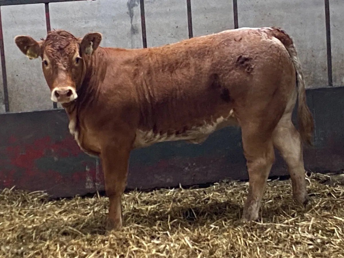 Super Red Roan EBY Limousin Heifer Weanling