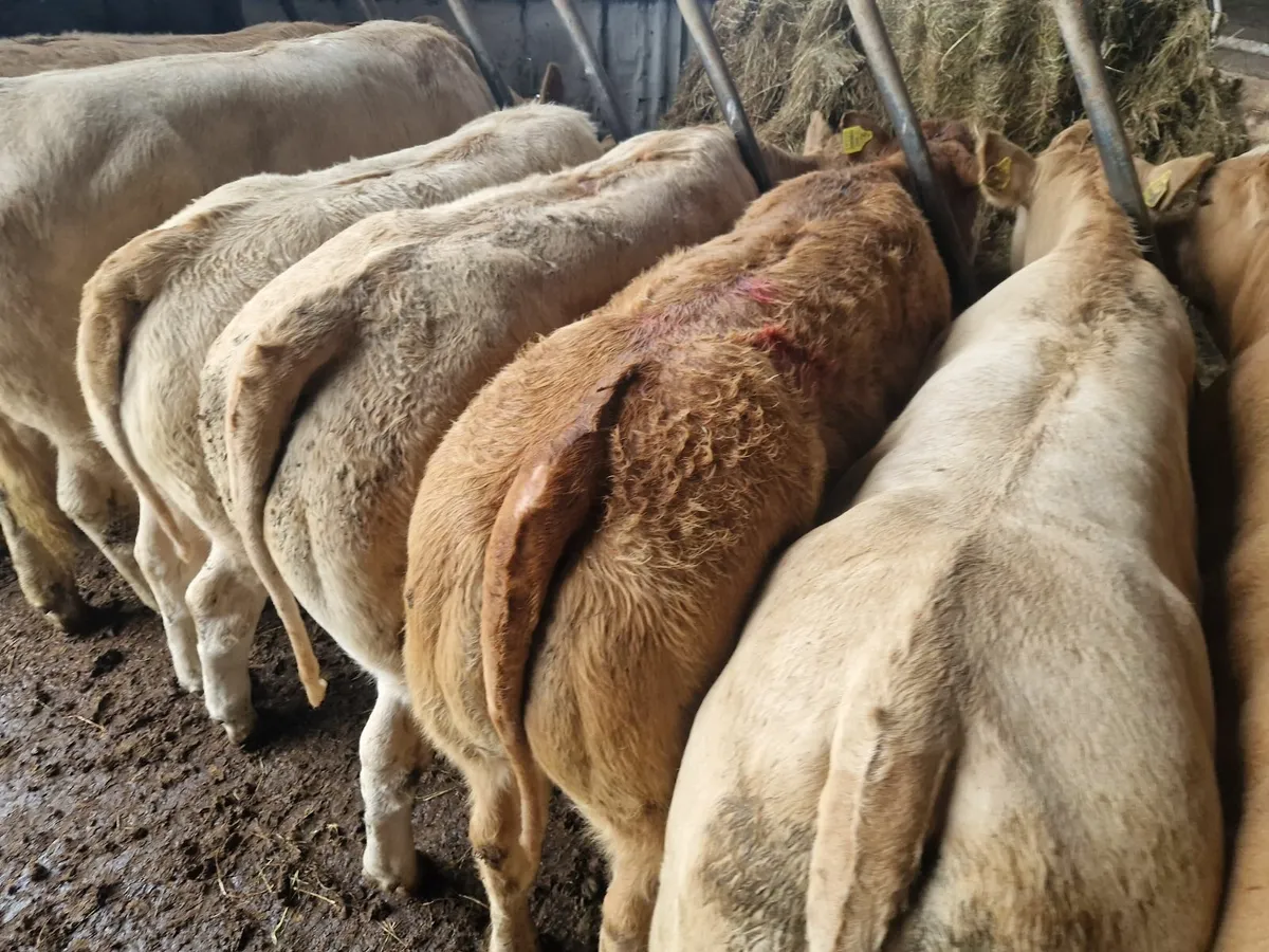 200  CHX weanling Heifers @MulliganHeiferFarm - Image 2