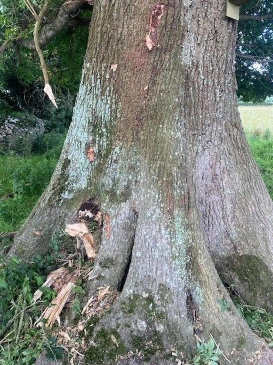 Trees - Image 4