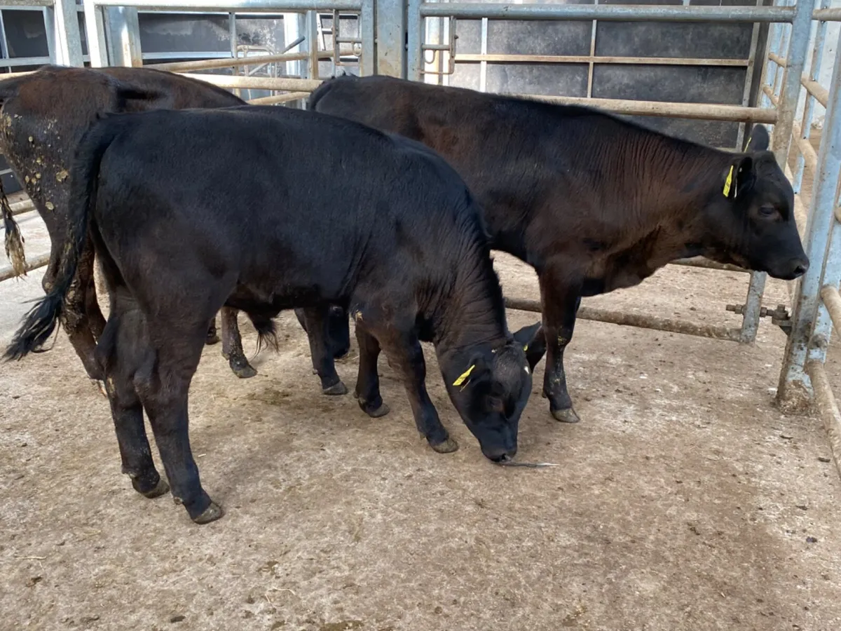 Bull Runners - Image 1