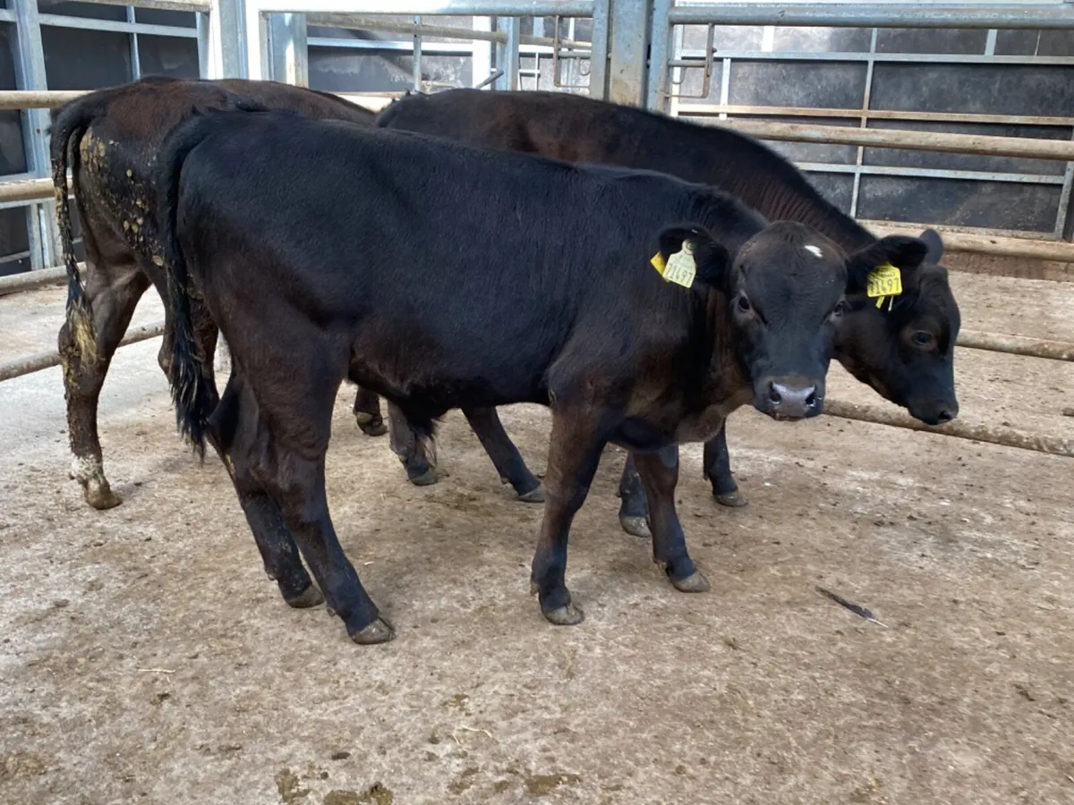 Bull Runners - Image 2