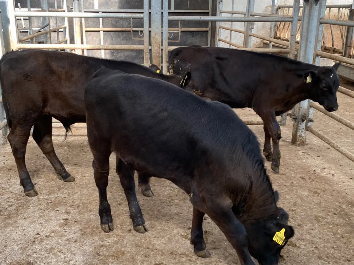 Bull Runners - Image 3