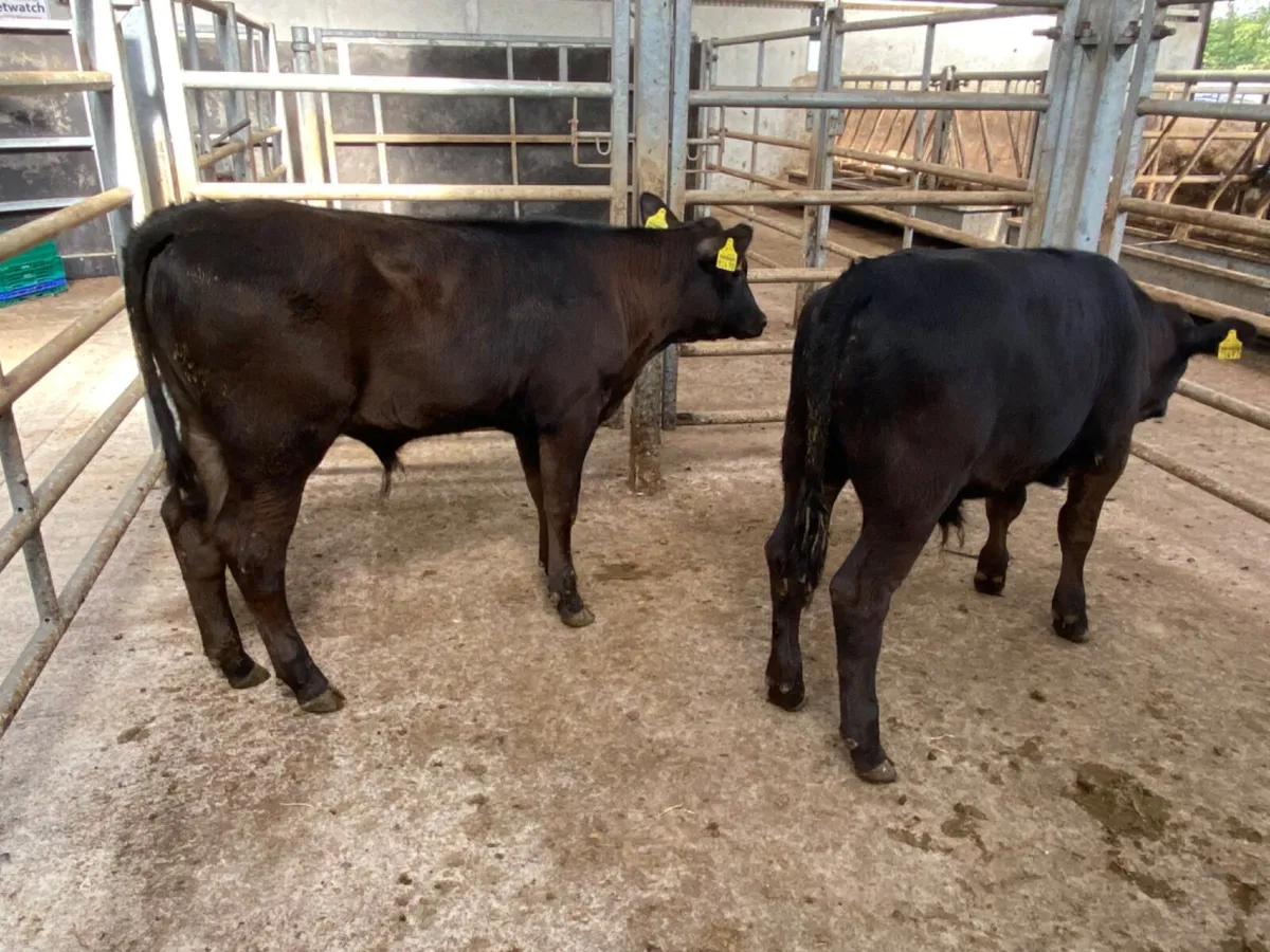 Bull Runners - Image 4