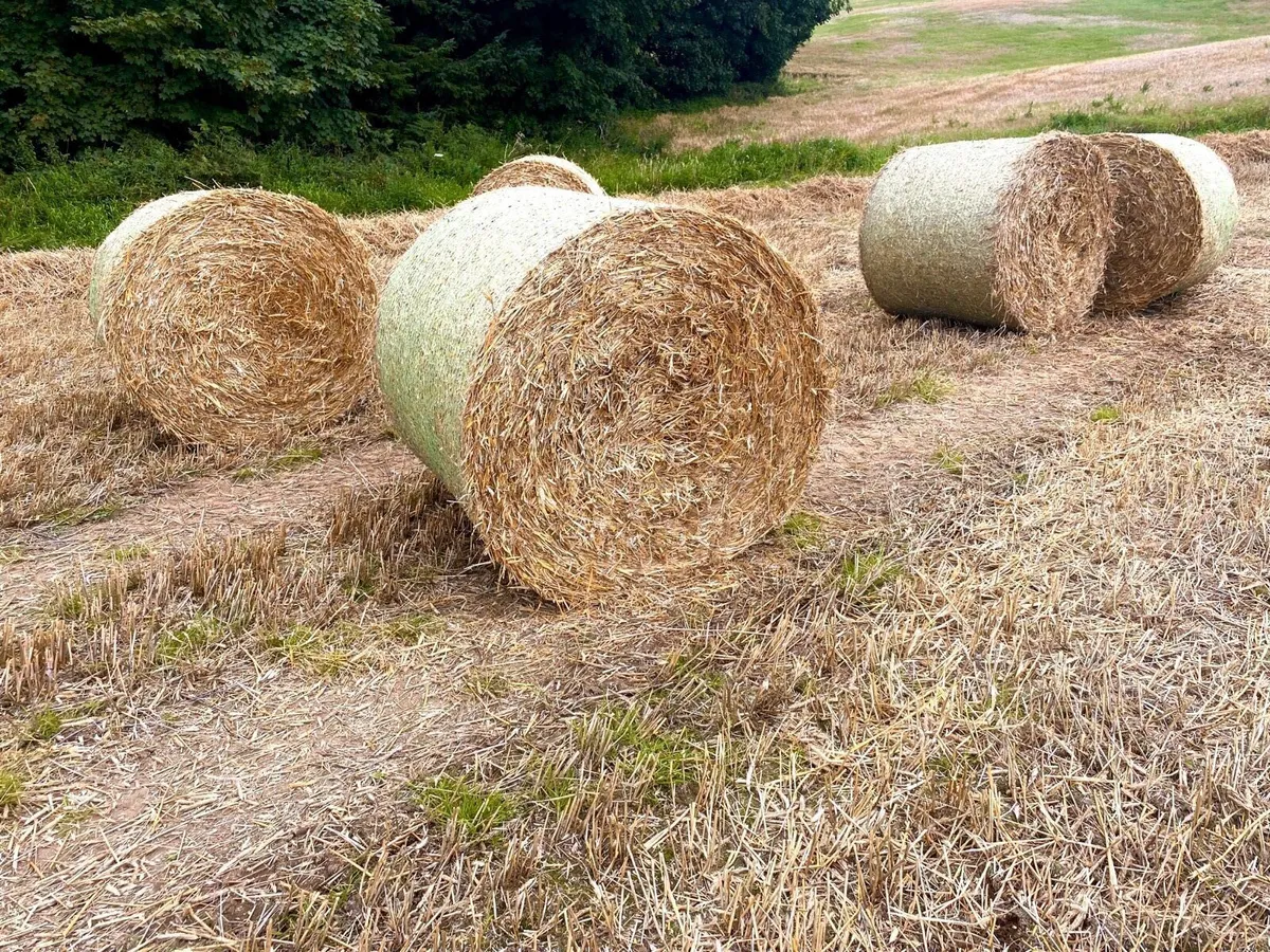2022 Round bales of barley straw - Image 1