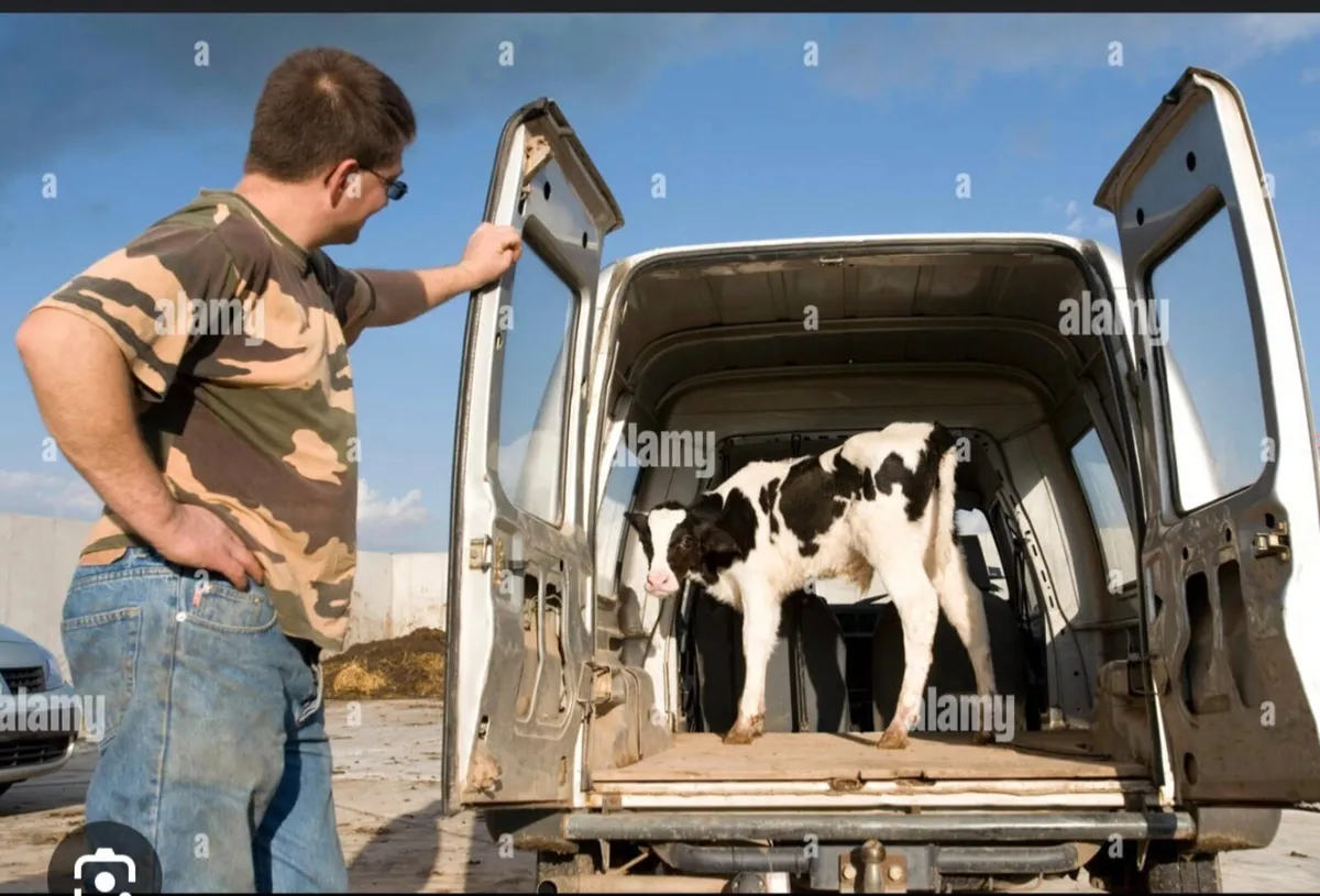 Livestock Haulage - Wexford - Image 2