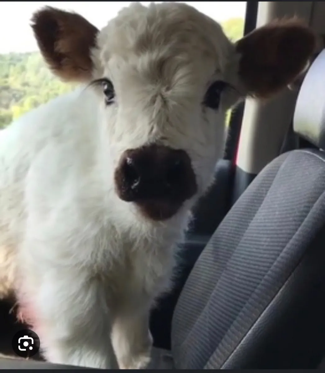 Livestock Haulage - Wexford