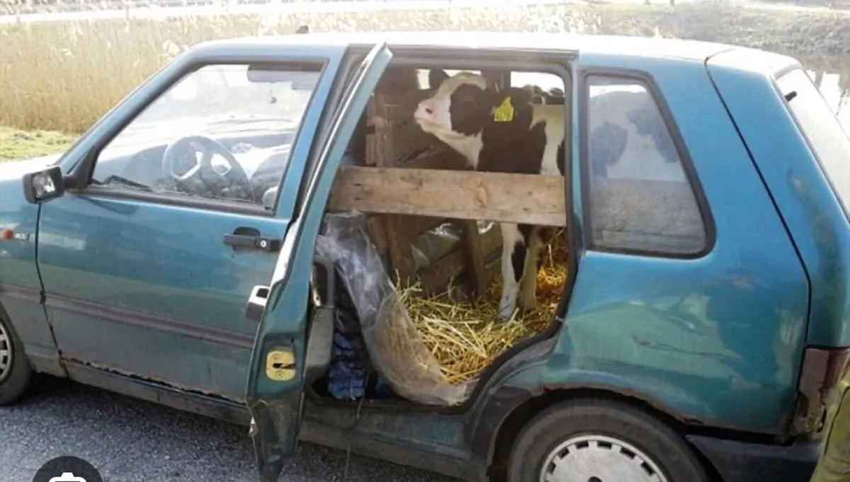 Livestock Haulage - Wexford - Image 3