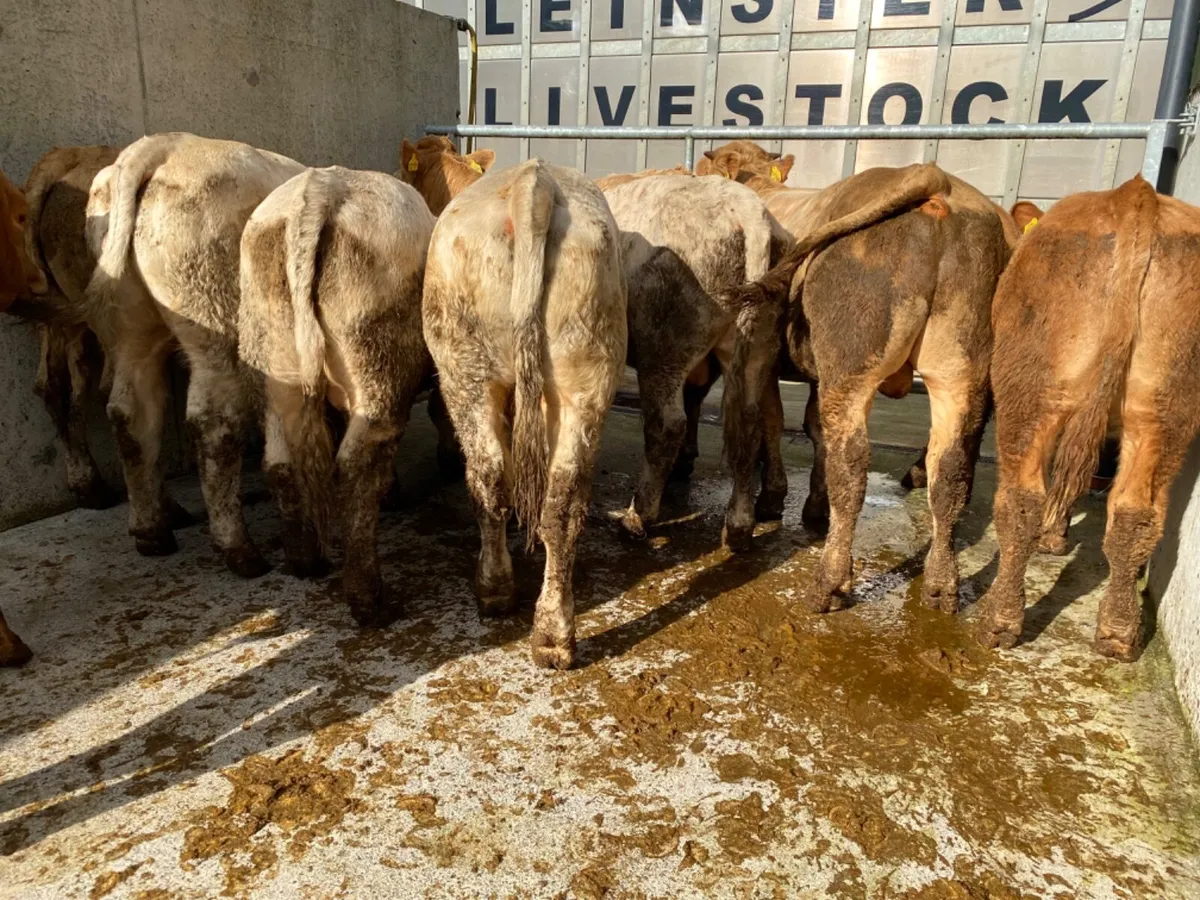 Very Nice Bullocks - Image 4