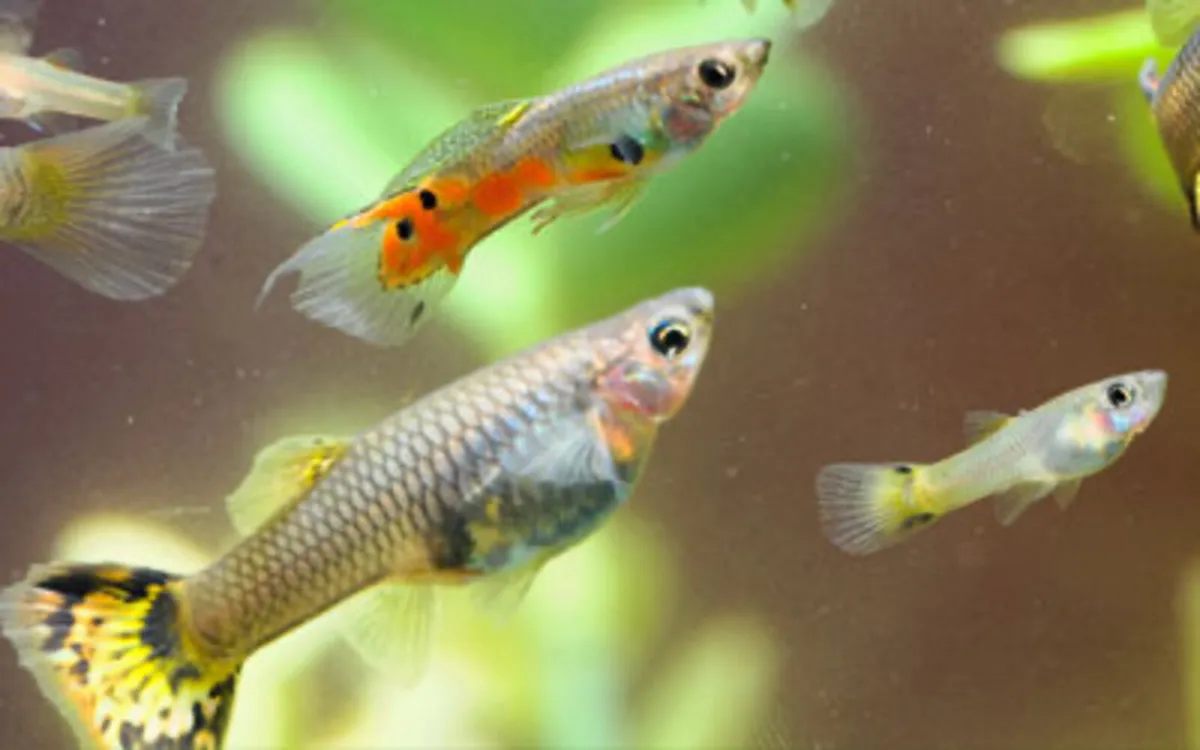 Guppies, shrimp and snails - Image 4