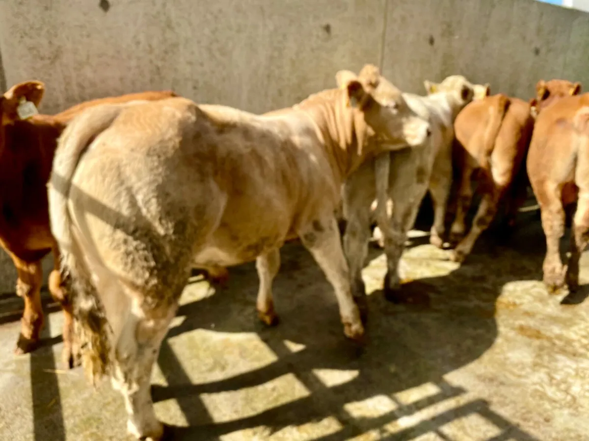 350kg Bullocks - Image 1