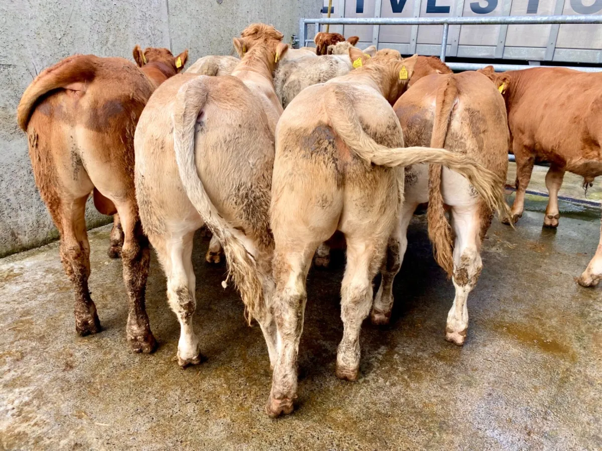 350kg Bullocks - Image 4