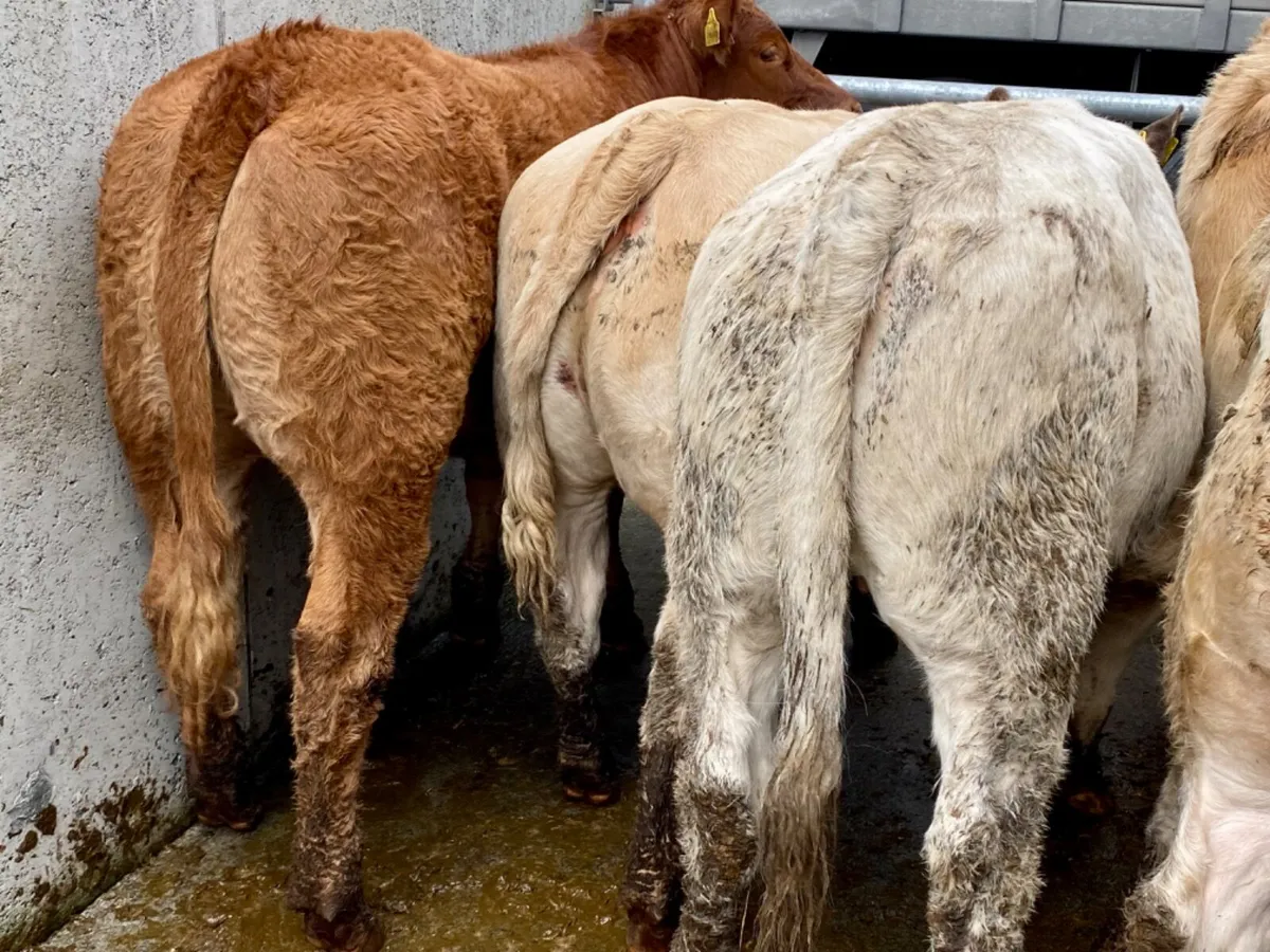 400kg Heifers - Image 2
