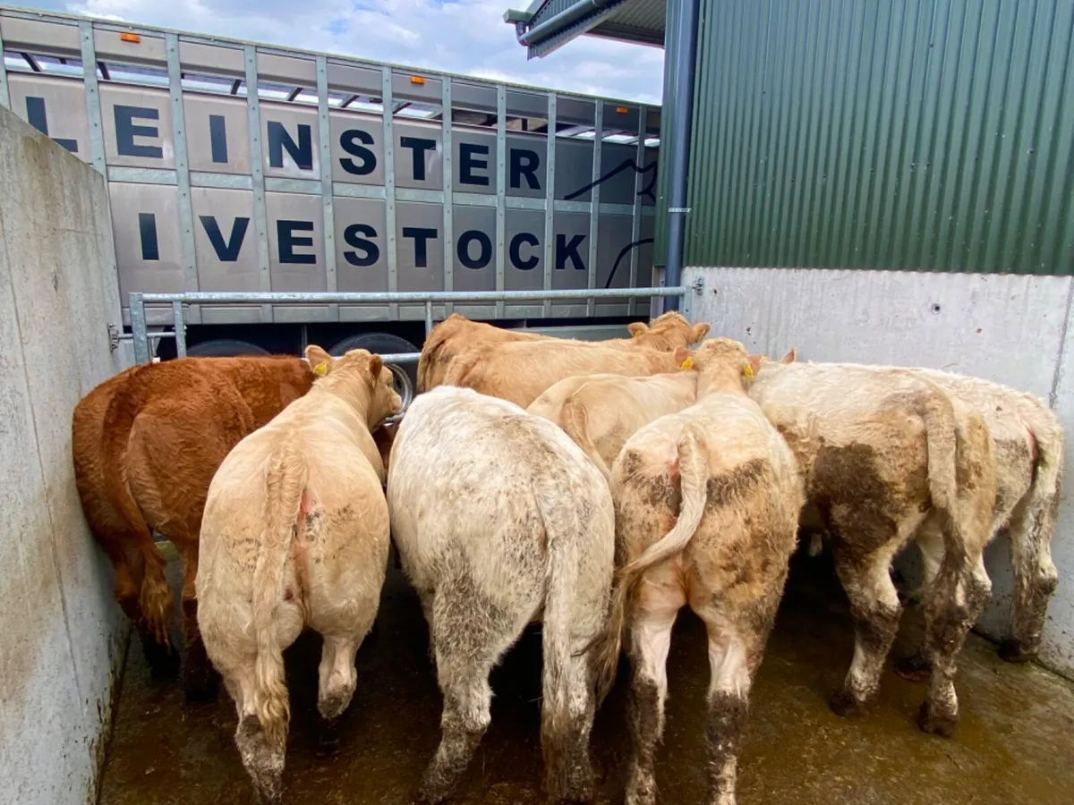 400kg Heifers - Image 4