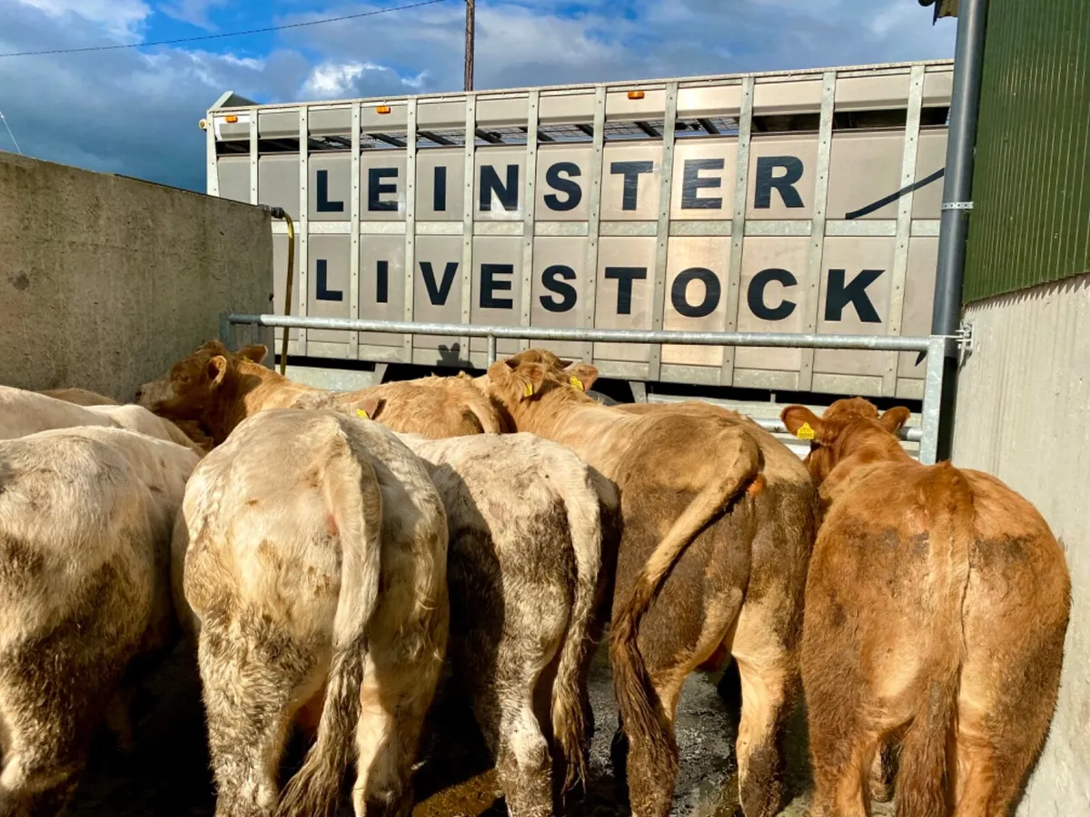 400kg Bullocks - Image 2