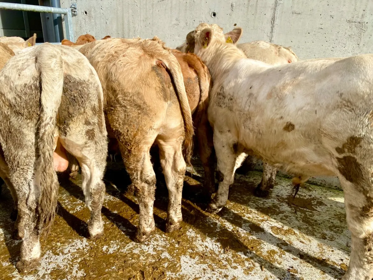 400kg Bullocks - Image 1