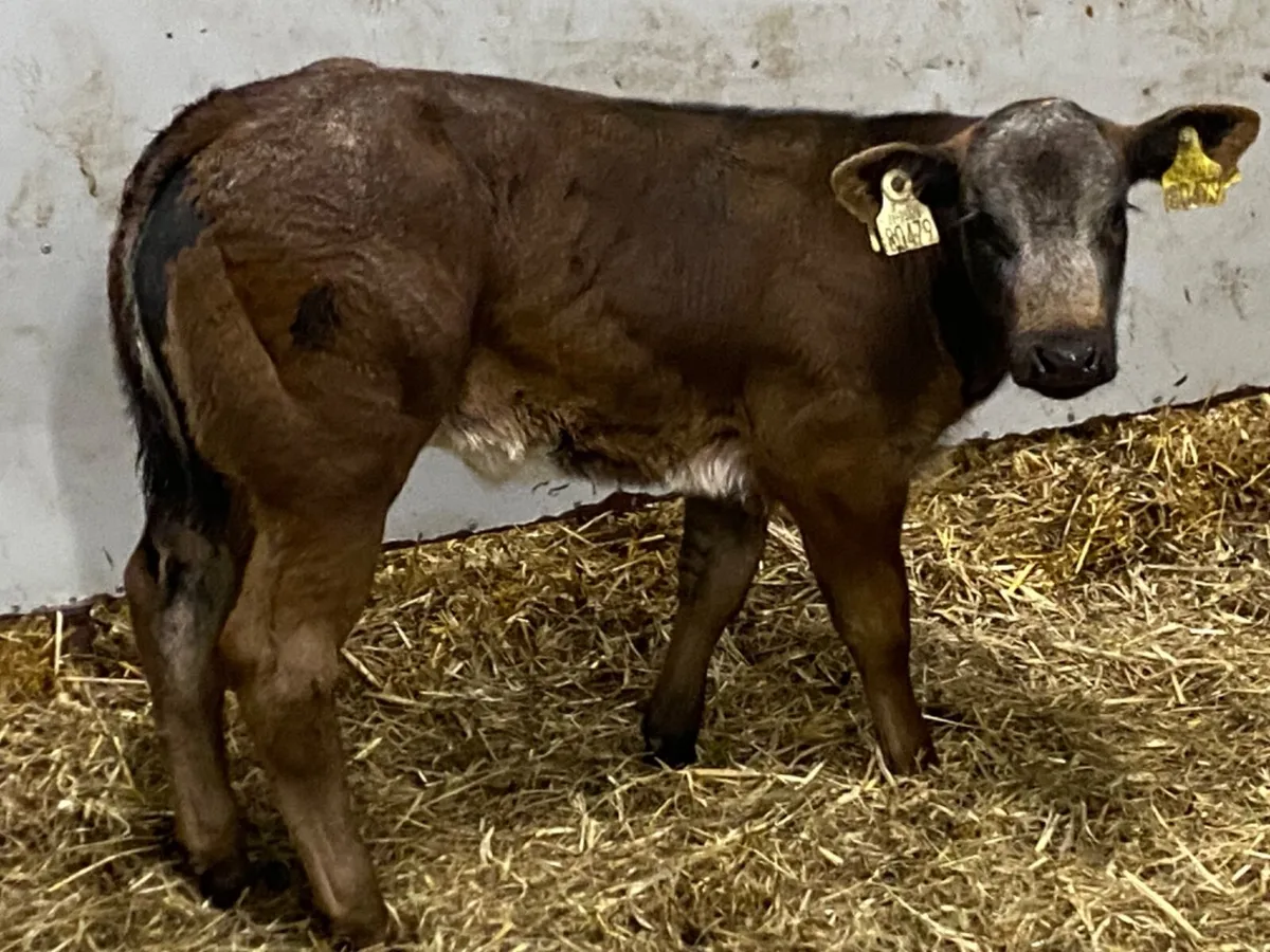 Super U+ Belgian Blue Heifer Calves