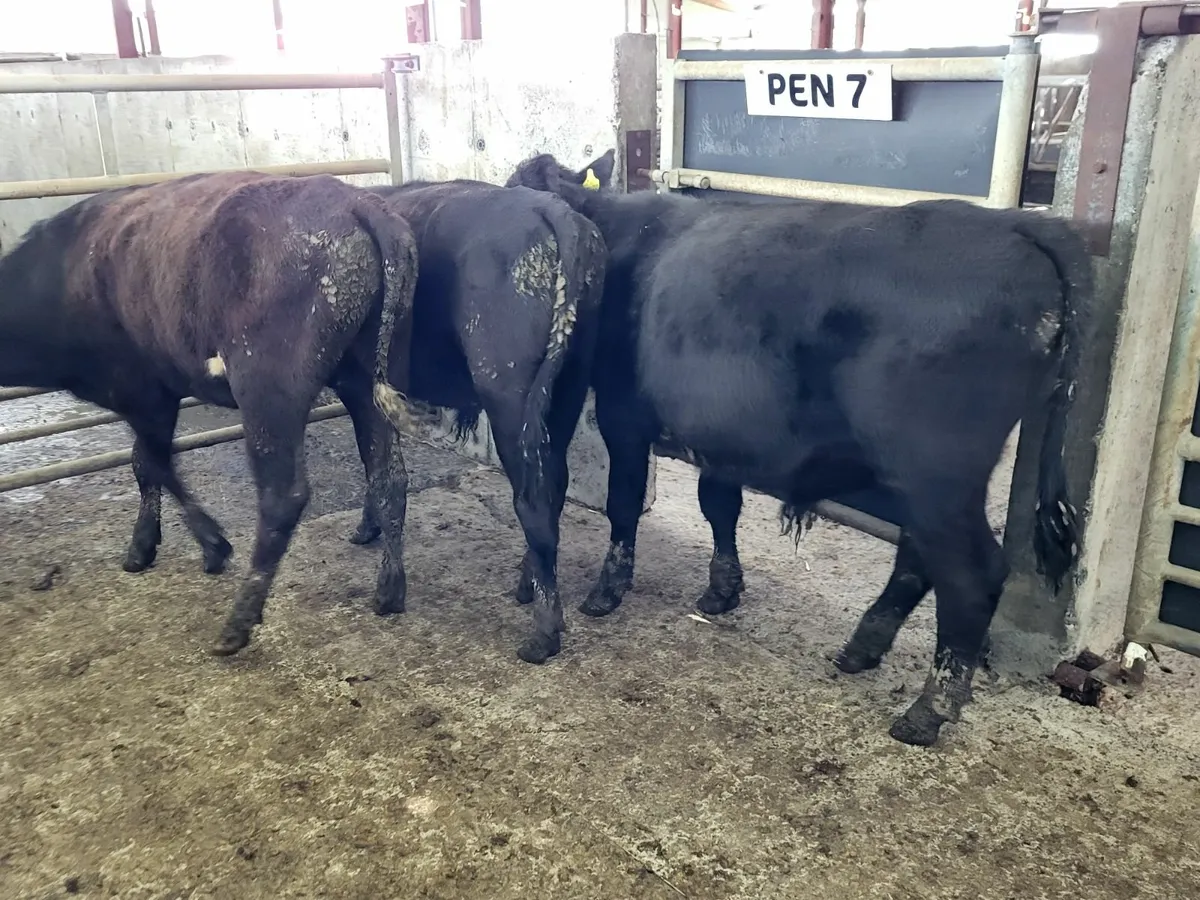 3 Black Bullocks - Image 1