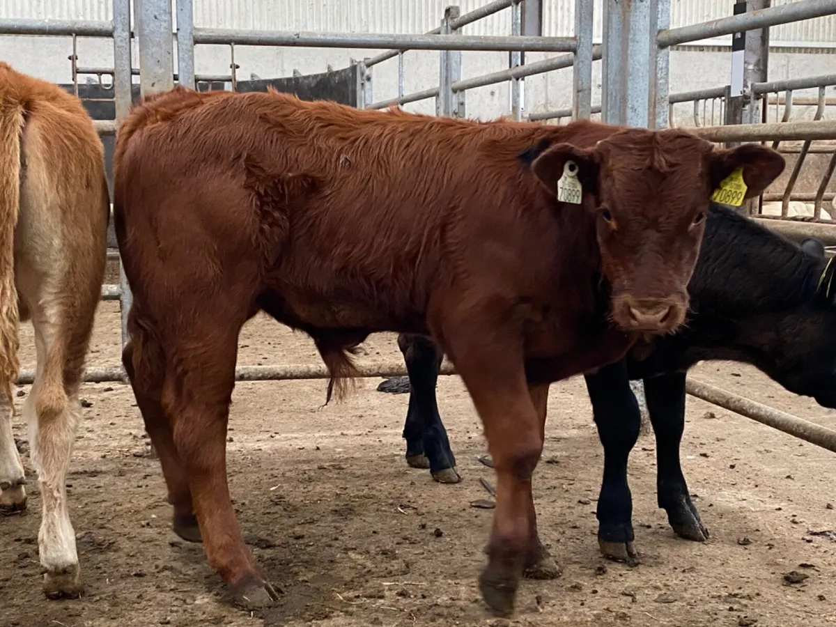Runner Bulls - Image 4