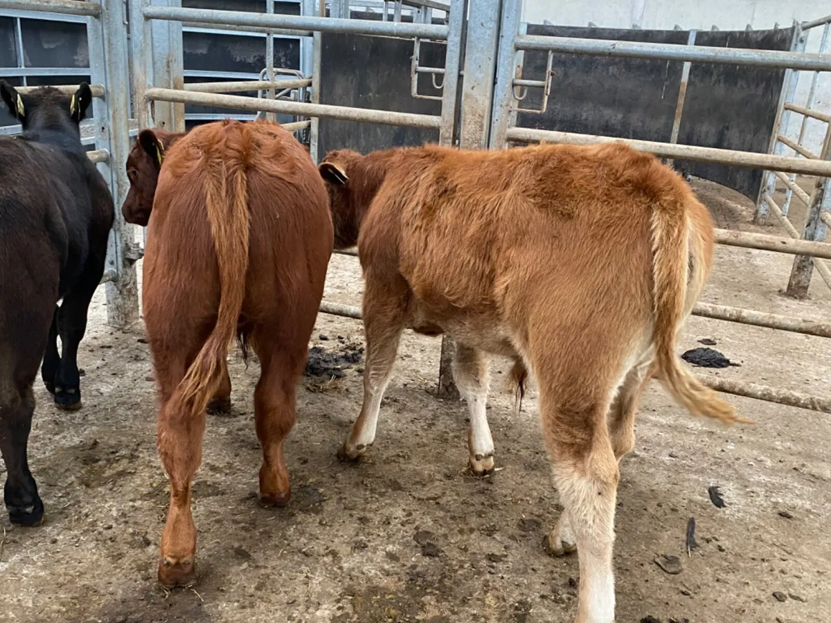 Runner Bulls - Image 1