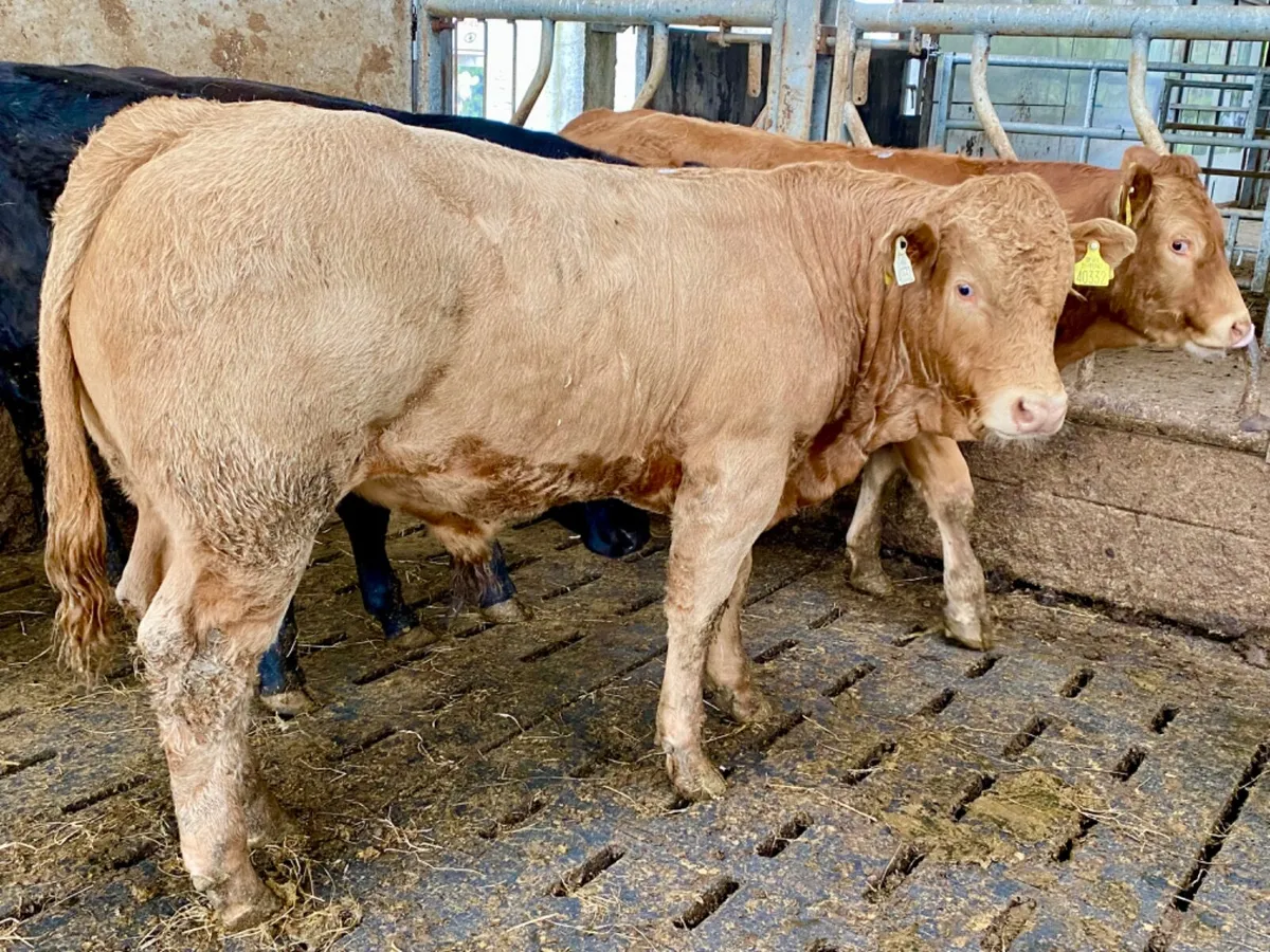 340kg Bullocks - Image 2