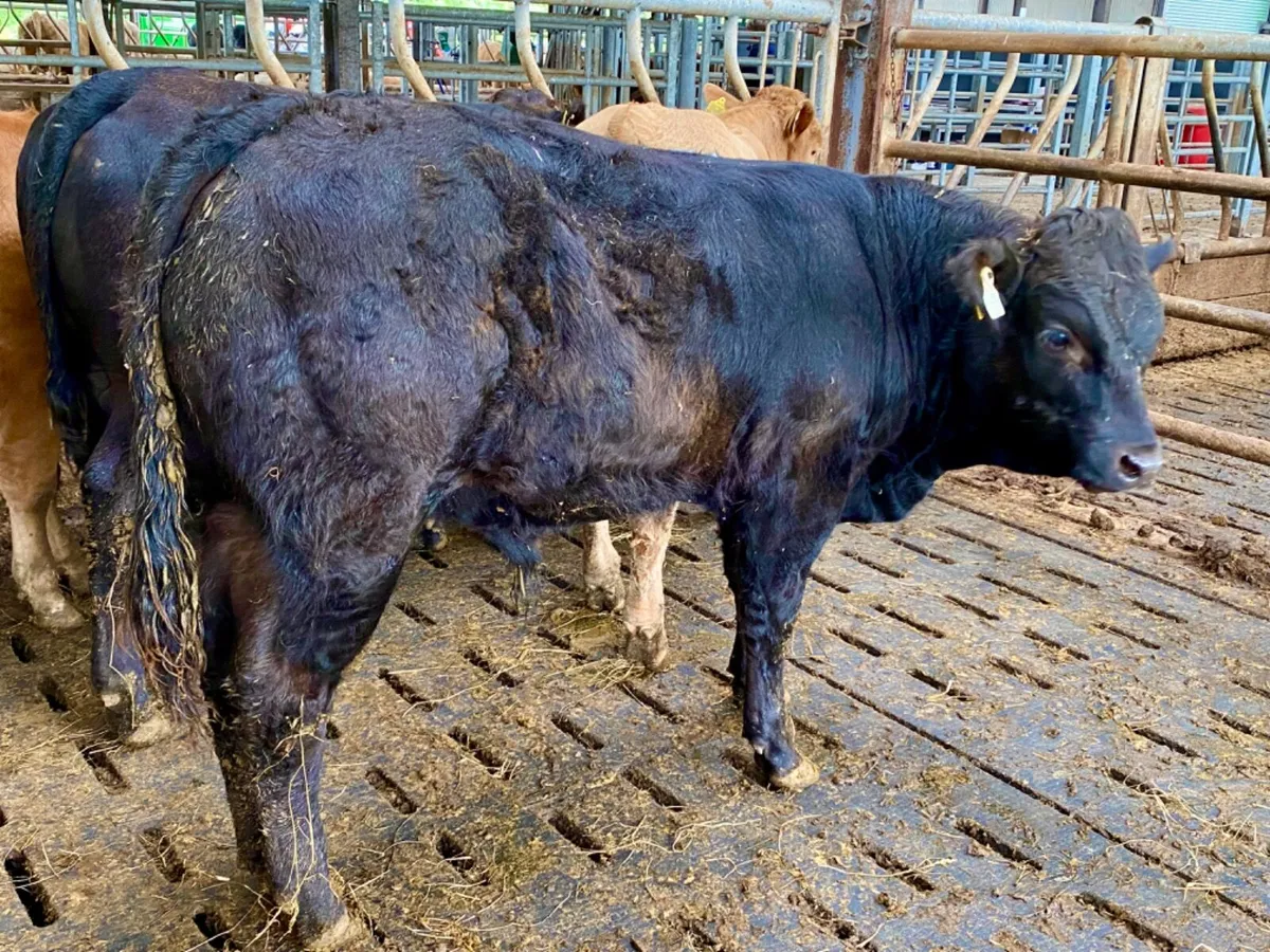 340kg Bullocks - Image 3