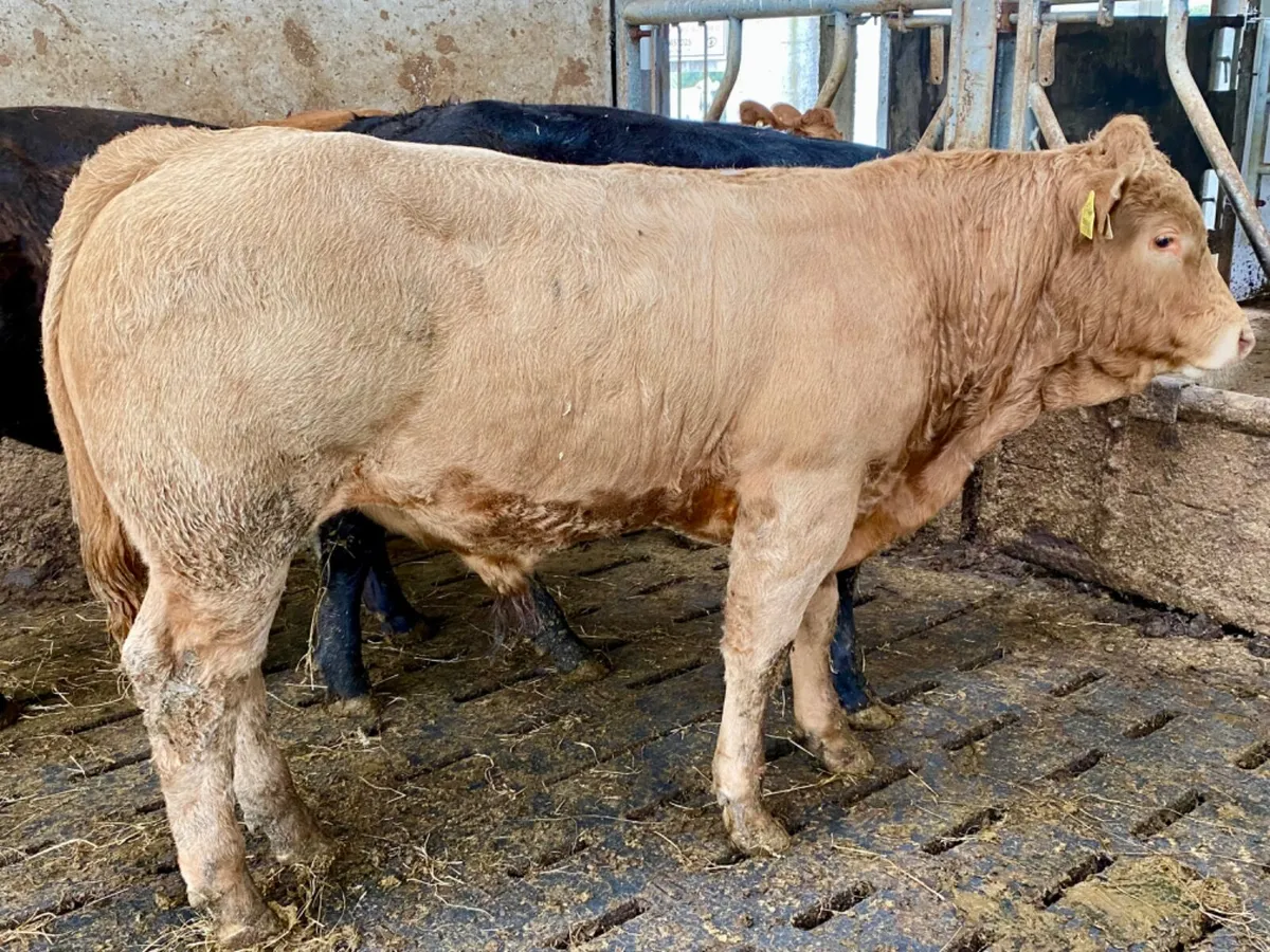 340kg Bullocks - Image 4