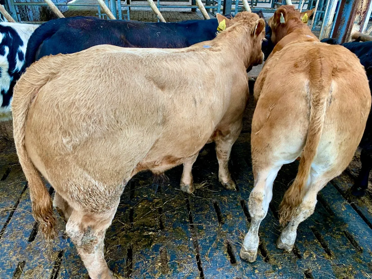 340kg Bullocks - Image 1
