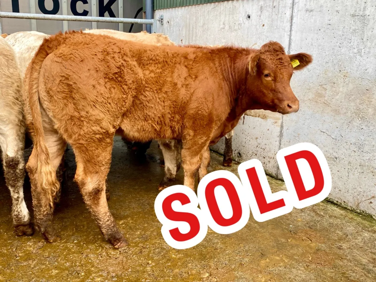 400kg Heifers - Image 1